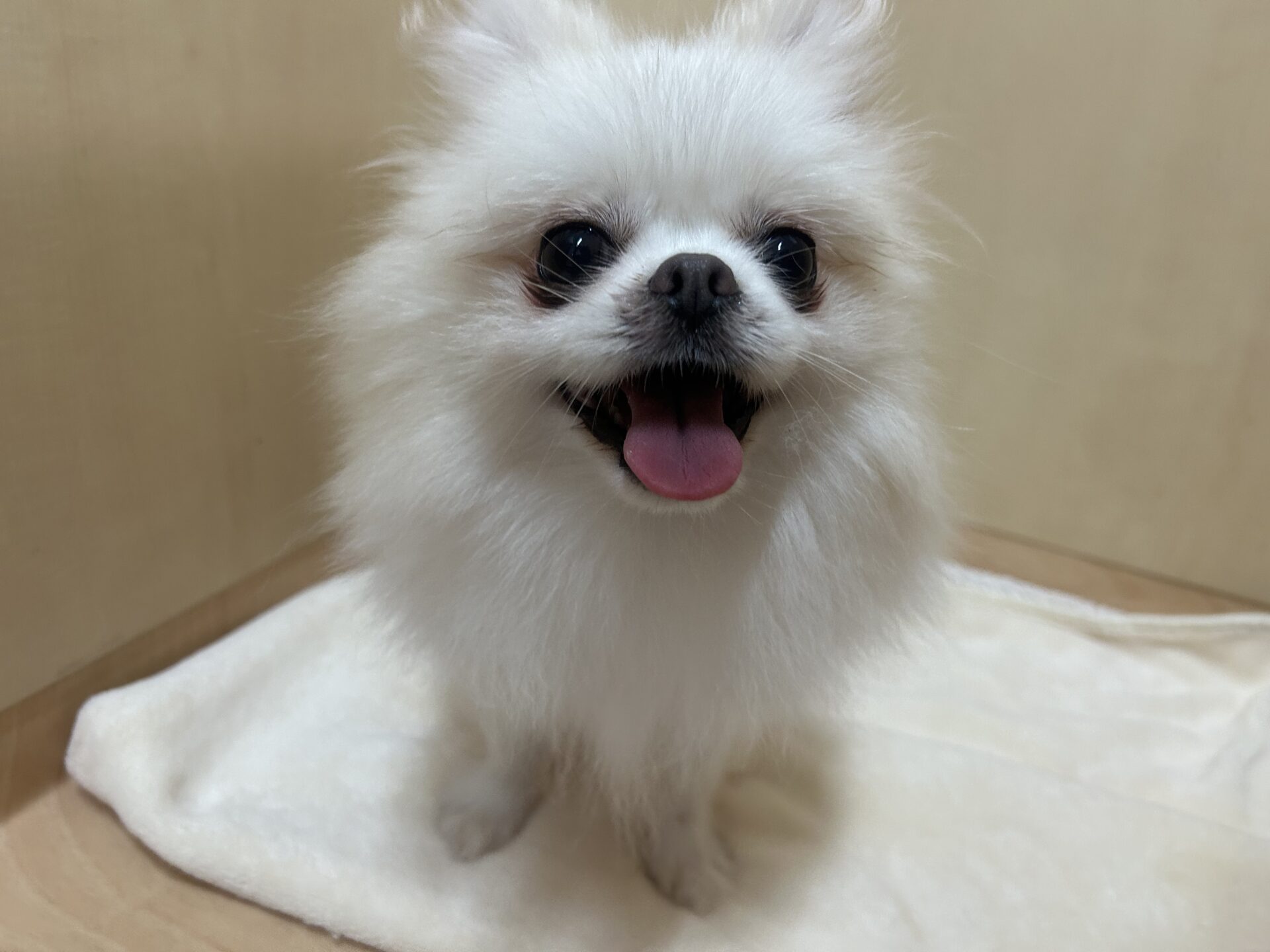 パトラちゃん