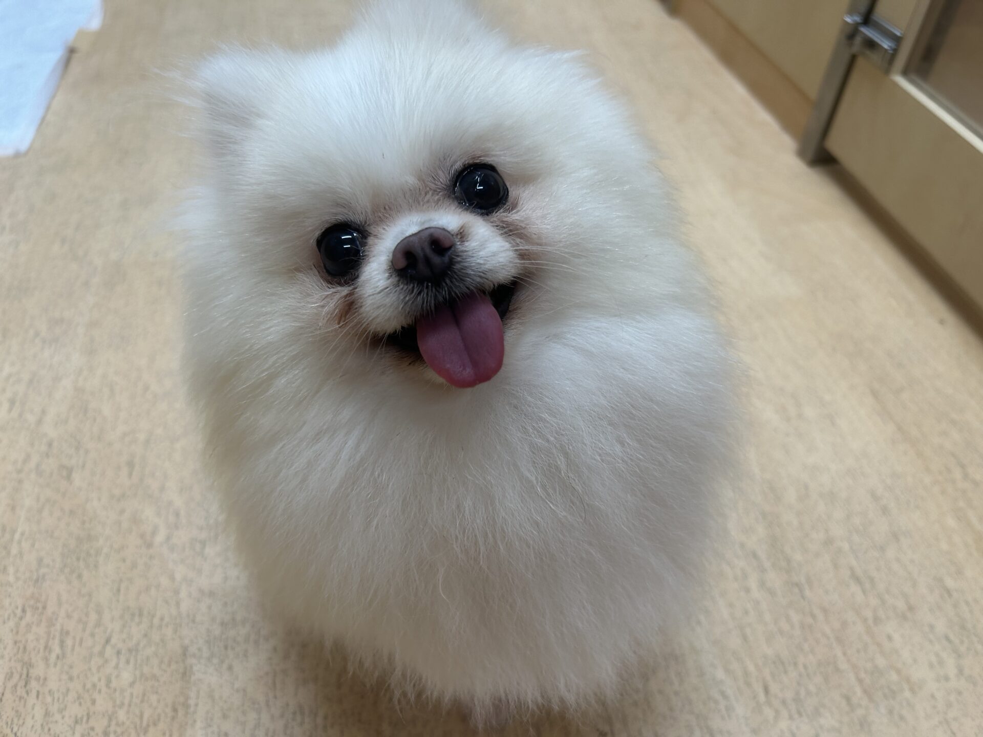 クレオちゃん