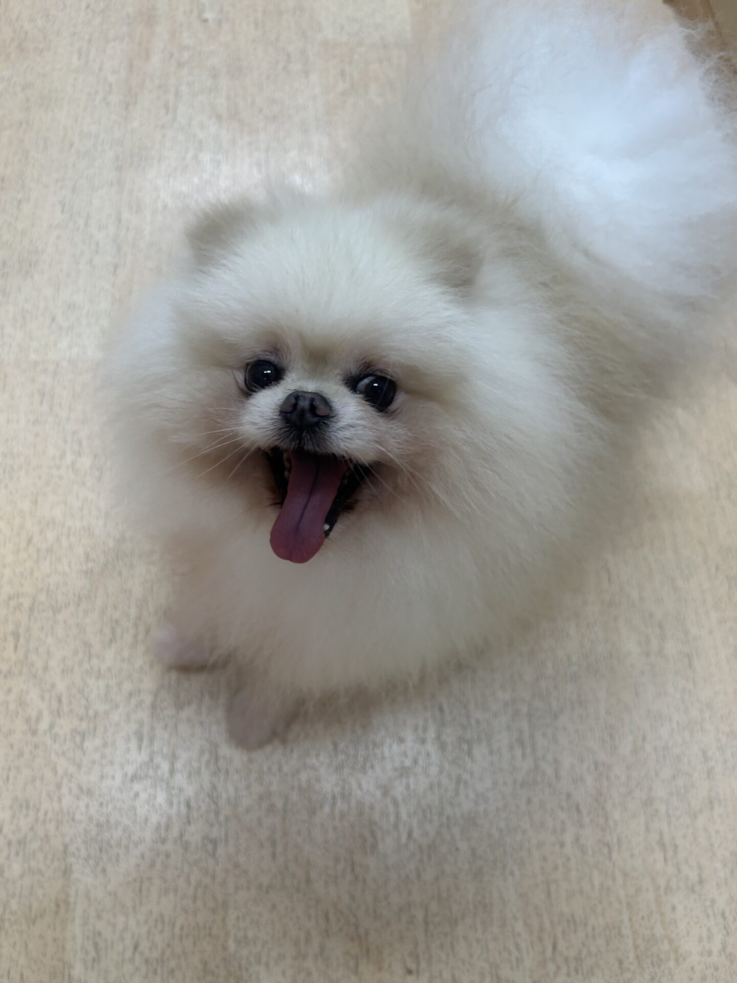 ファラオちゃん