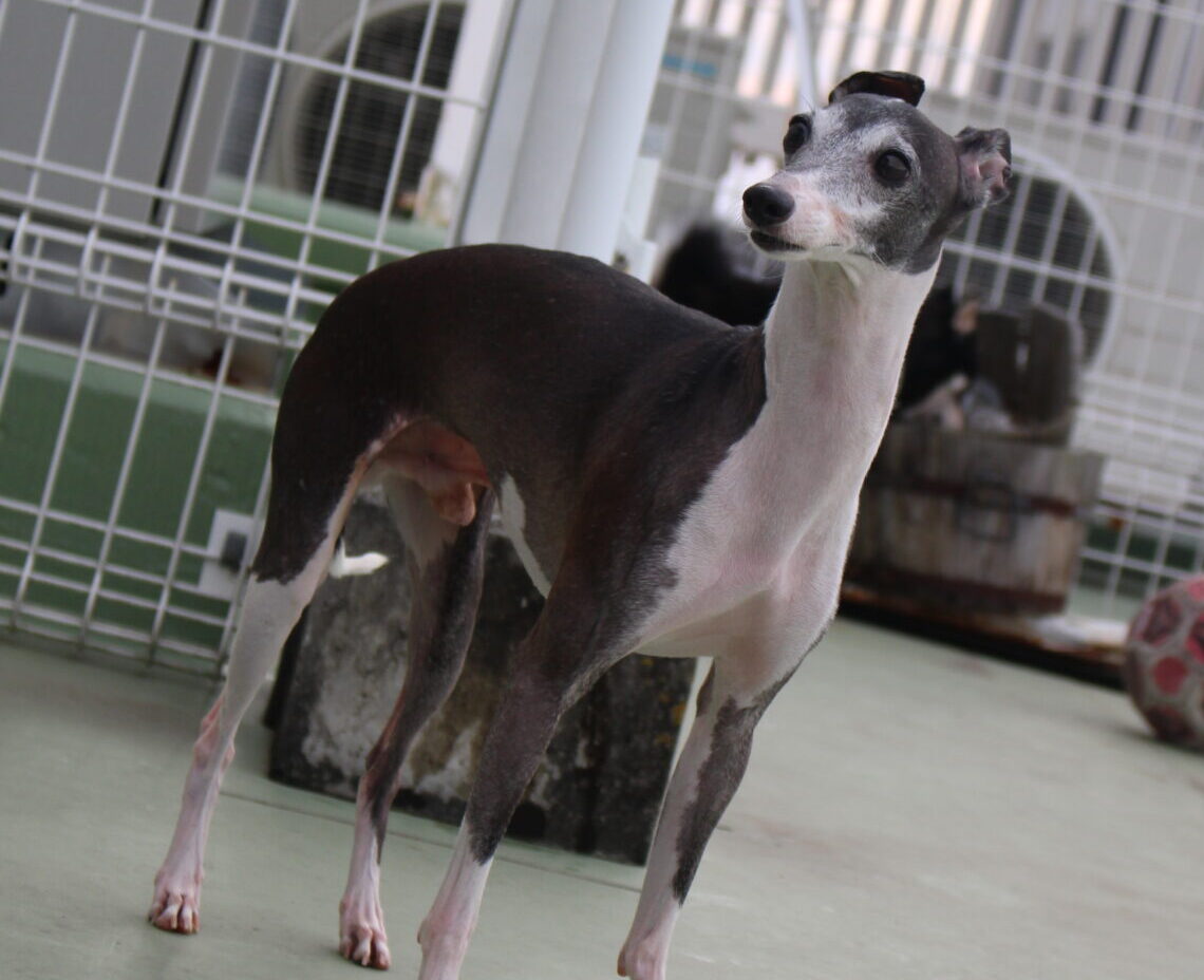 ジャンプちゃん