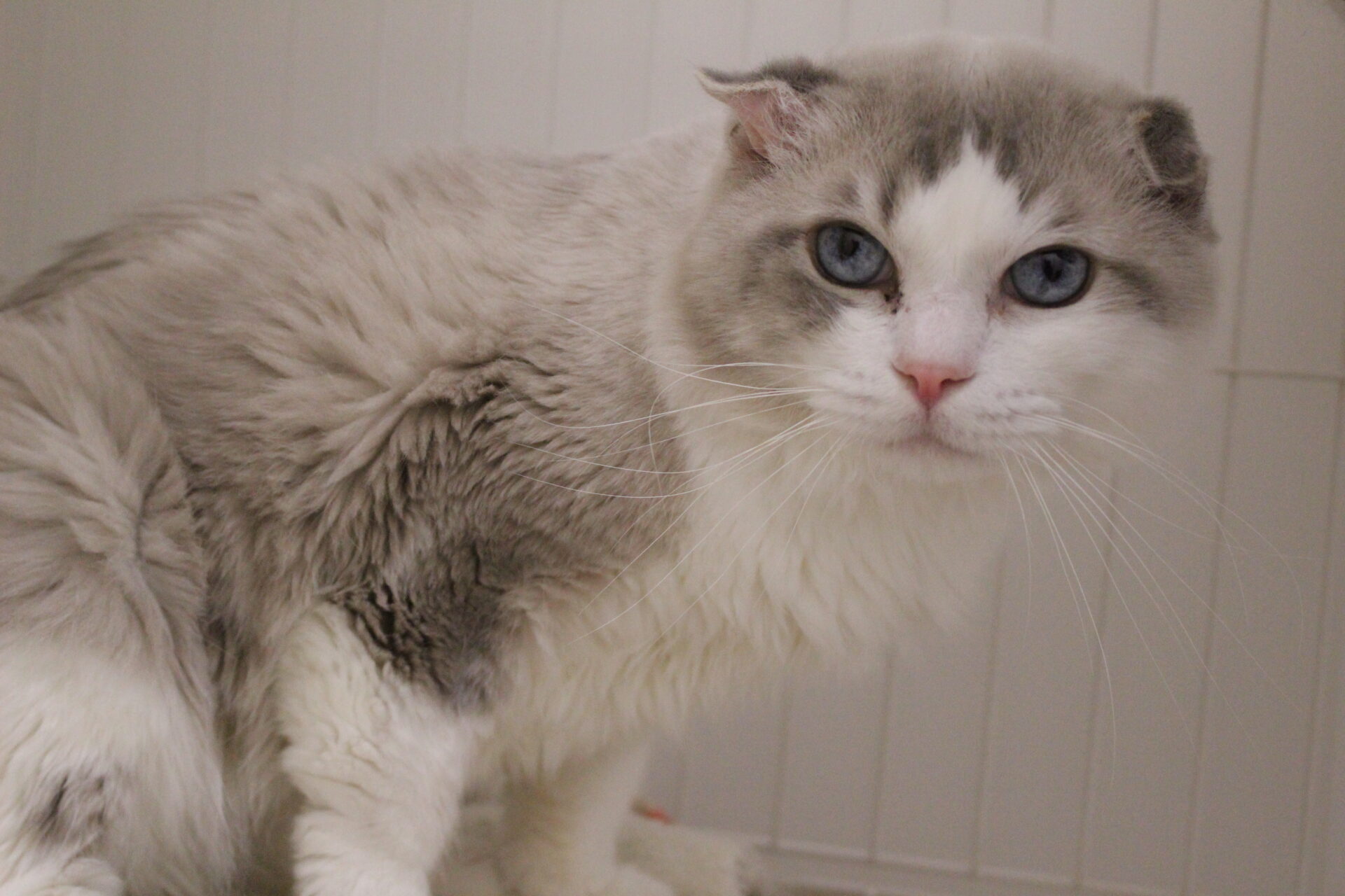 ウーロンちゃん