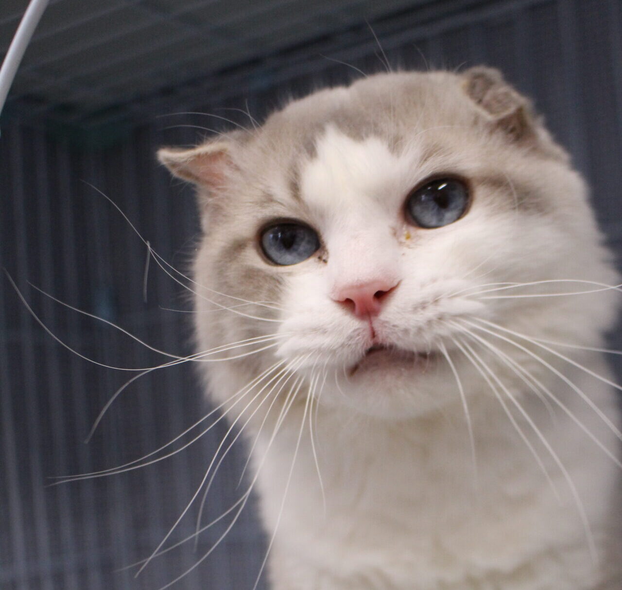 ウーロンちゃん