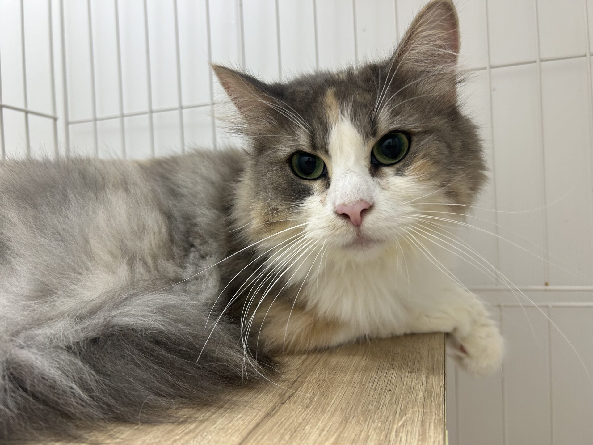 マカロニちゃん