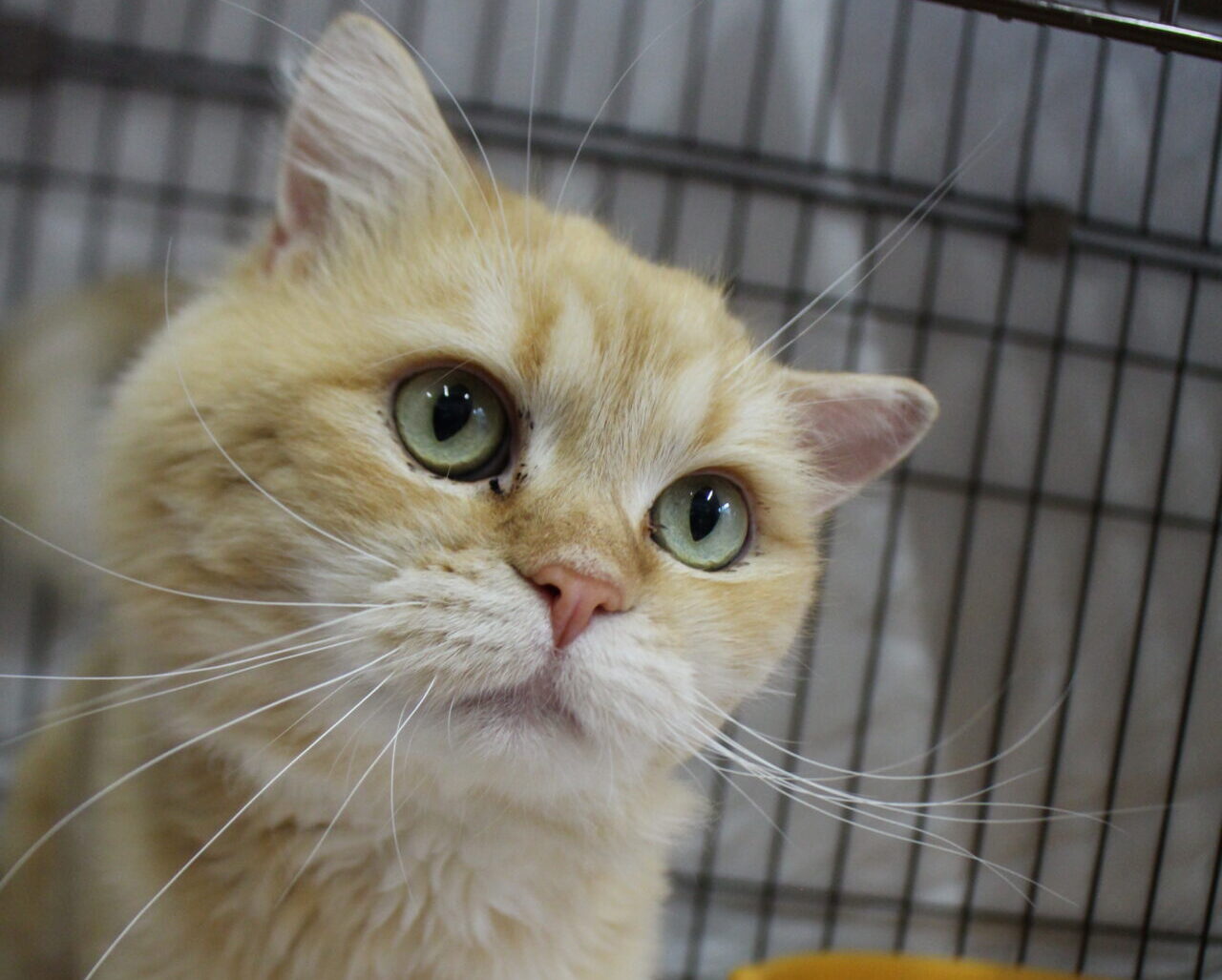 飲茶（やむちゃ）ちゃん