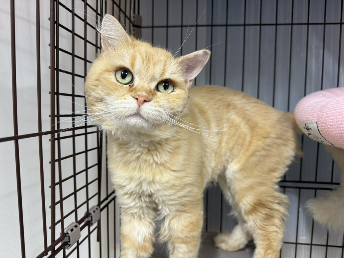 飲茶（やむちゃ）ちゃん