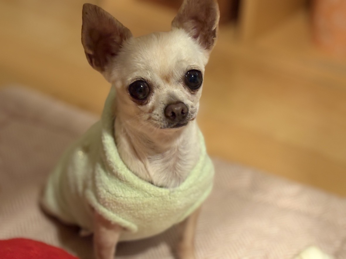 かたくりこちゃん