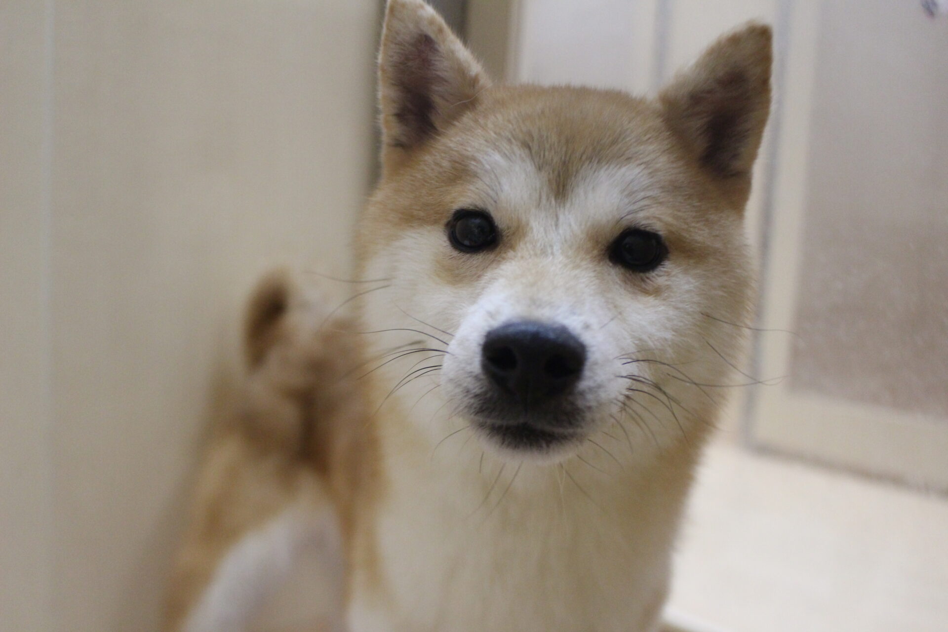 歩睦（あゆむ）ちゃん