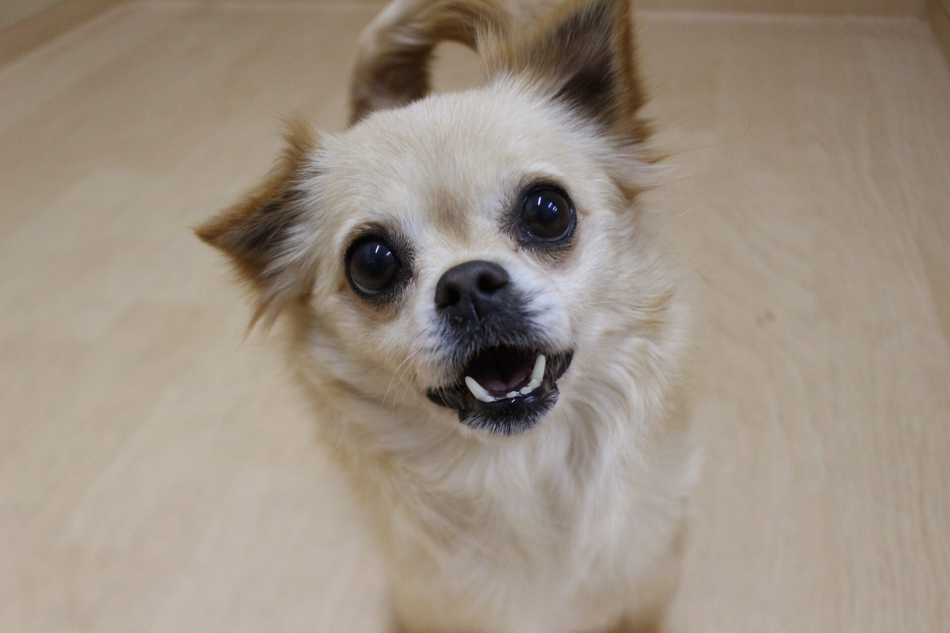 マロニーちゃん