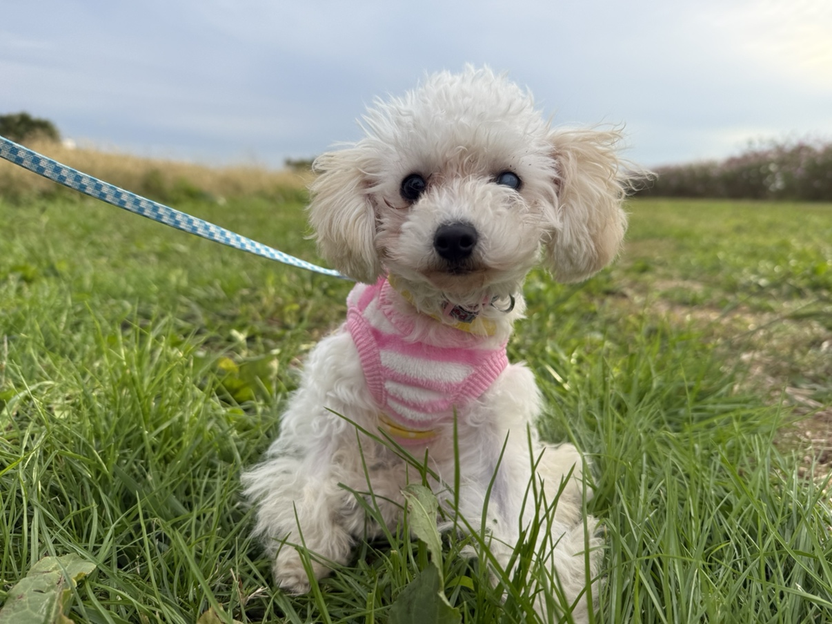 ペローナちゃん