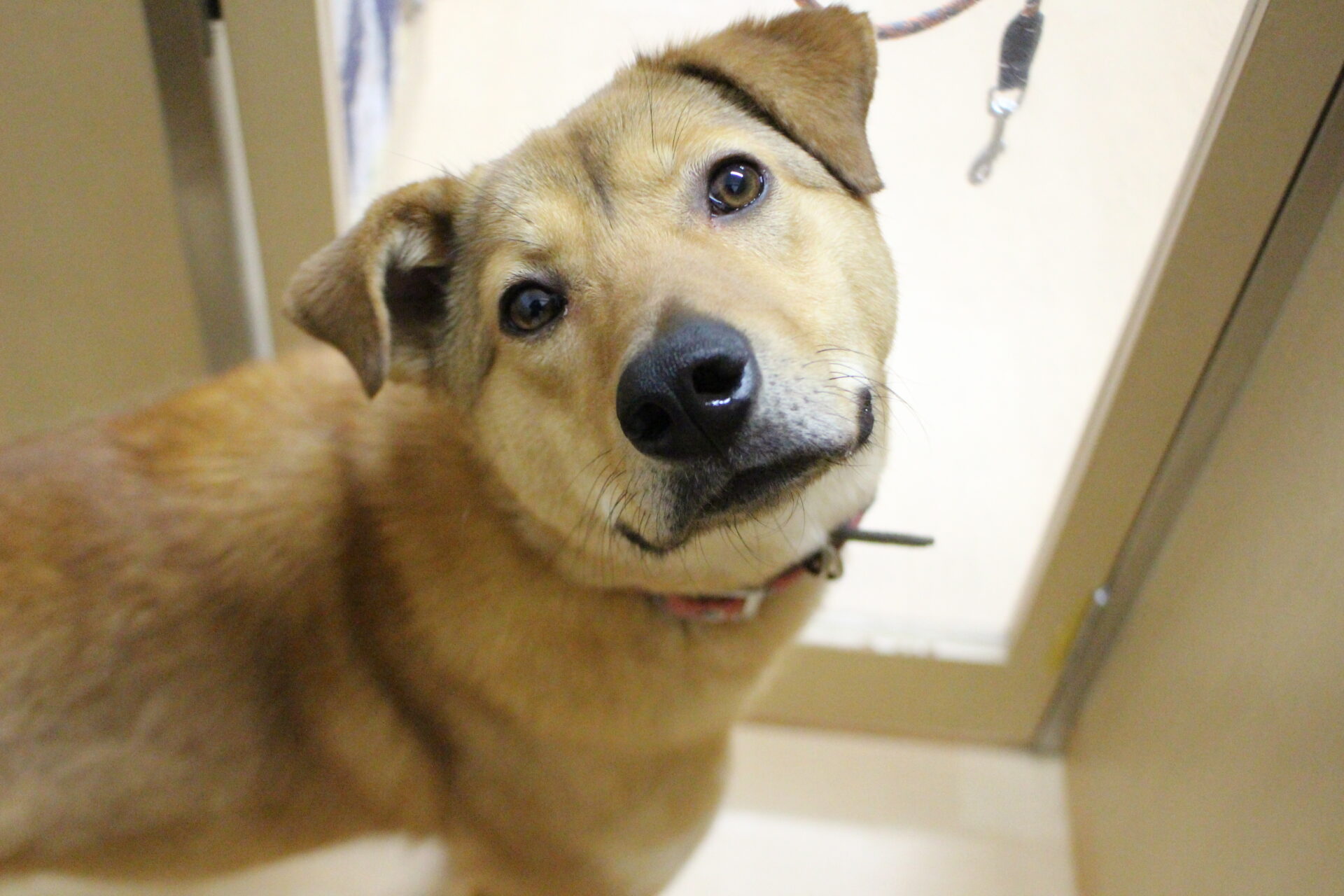 キュッキュちゃん