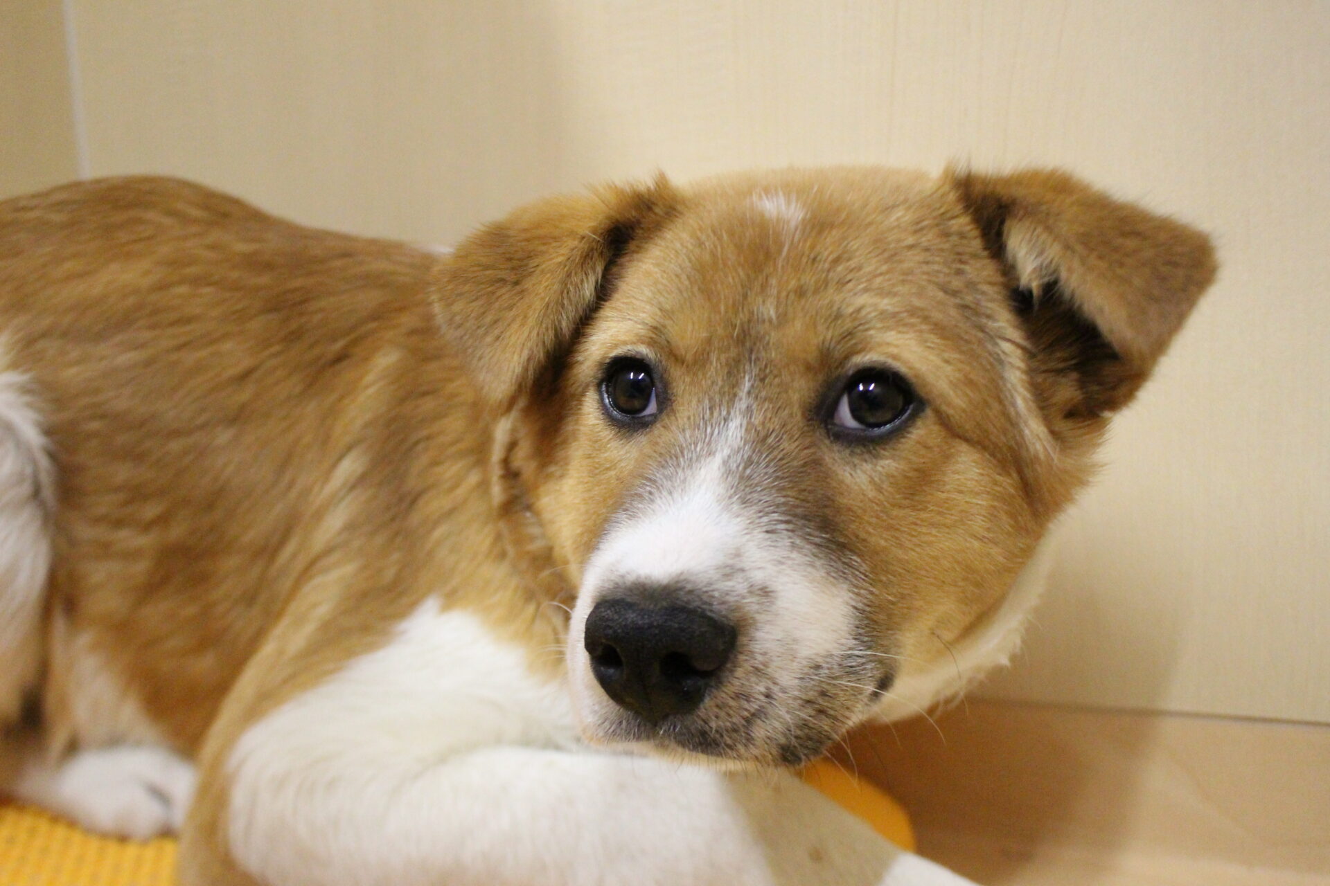 杉（すぎ）ちゃん