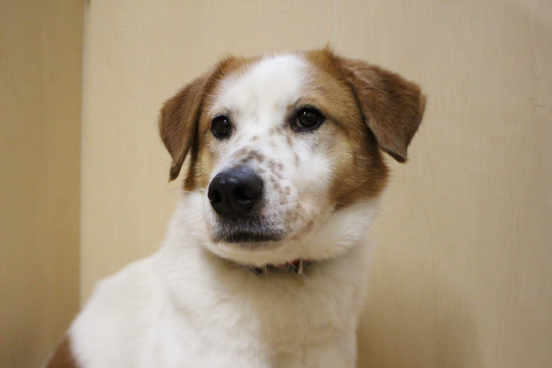 スンスンちゃん